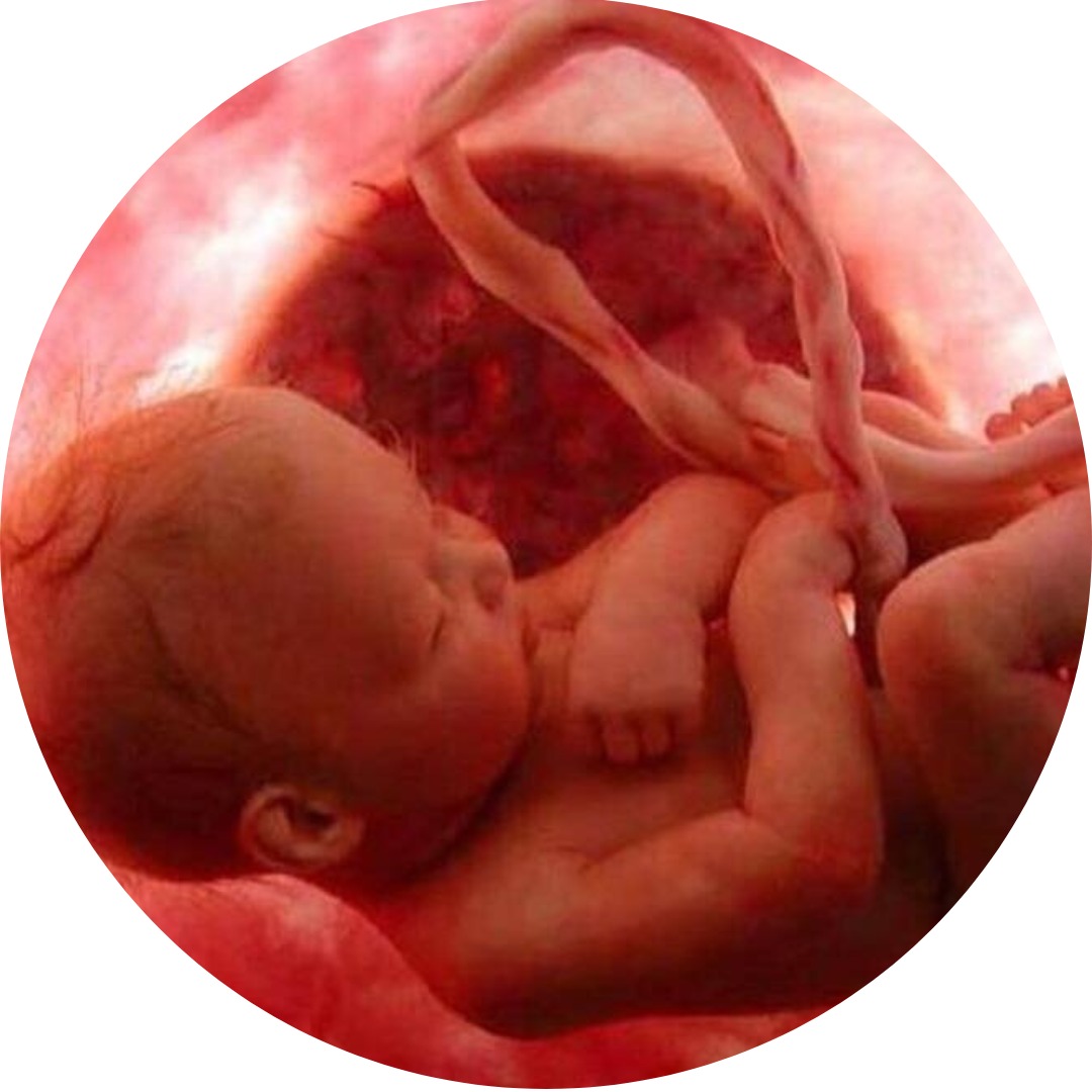 Best Placenta service